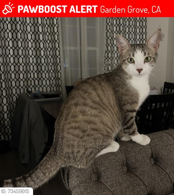 Lost Female Cat last seen Garden Grove Blvd and Lewis, Garden Grove, CA 92840