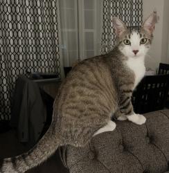 Lost Female Cat last seen Garden Grove Blvd and Lewis, Garden Grove, CA 92840