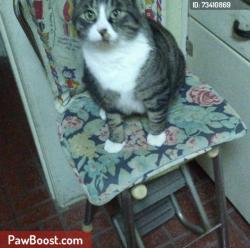 Lost Male Cat last seen garden village ct, Greensboro, NC 27410