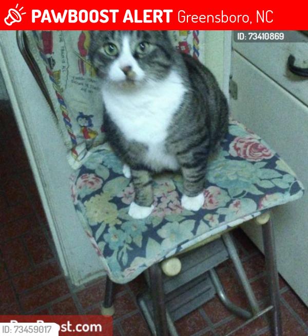 Lost Male Cat last seen garden village ct, Greensboro, NC 27410