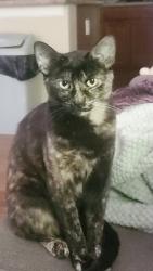 Lost Female Cat last seen Los altos and sparks Blvd, Sparks, NV 89436