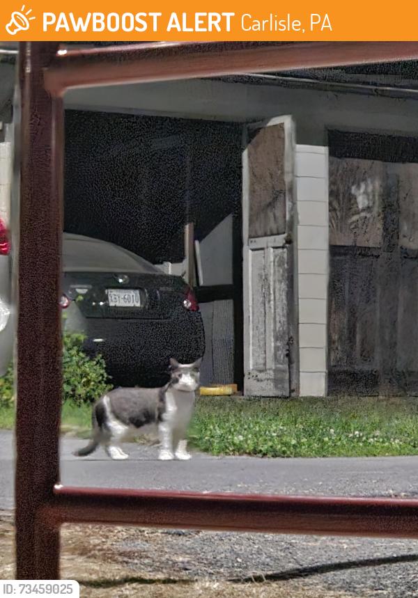 Found/Stray Unknown Cat last seen By Butcher T Tot Lot, Carlisle, PA 17013