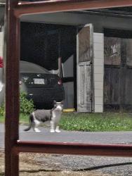 Found/Stray Unknown Cat last seen By Butcher T Tot Lot, Carlisle, PA 17013