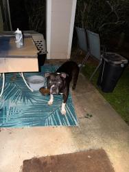 Found/Stray Male Dog last seen Near Wall St, Mobile, AL 36695
