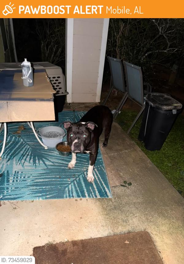 Found/Stray Male Dog last seen Near Wall St, Mobile, AL 36695