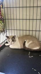 Found/Stray Unknown Cat last seen Duchess and Washington, Whittier, CA 90606