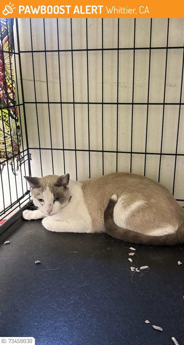 Found/Stray Unknown Cat last seen Duchess and Washington, Whittier, CA 90606