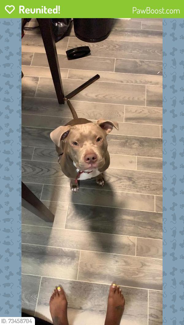 Reunited Female Dog last seen Priest & W Republic Near Lee College, Baytown, TX 77520