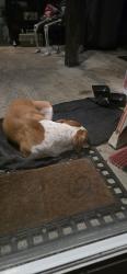 Found/Stray Unknown Dog last seen Wards ln, Semmes, AL 36575