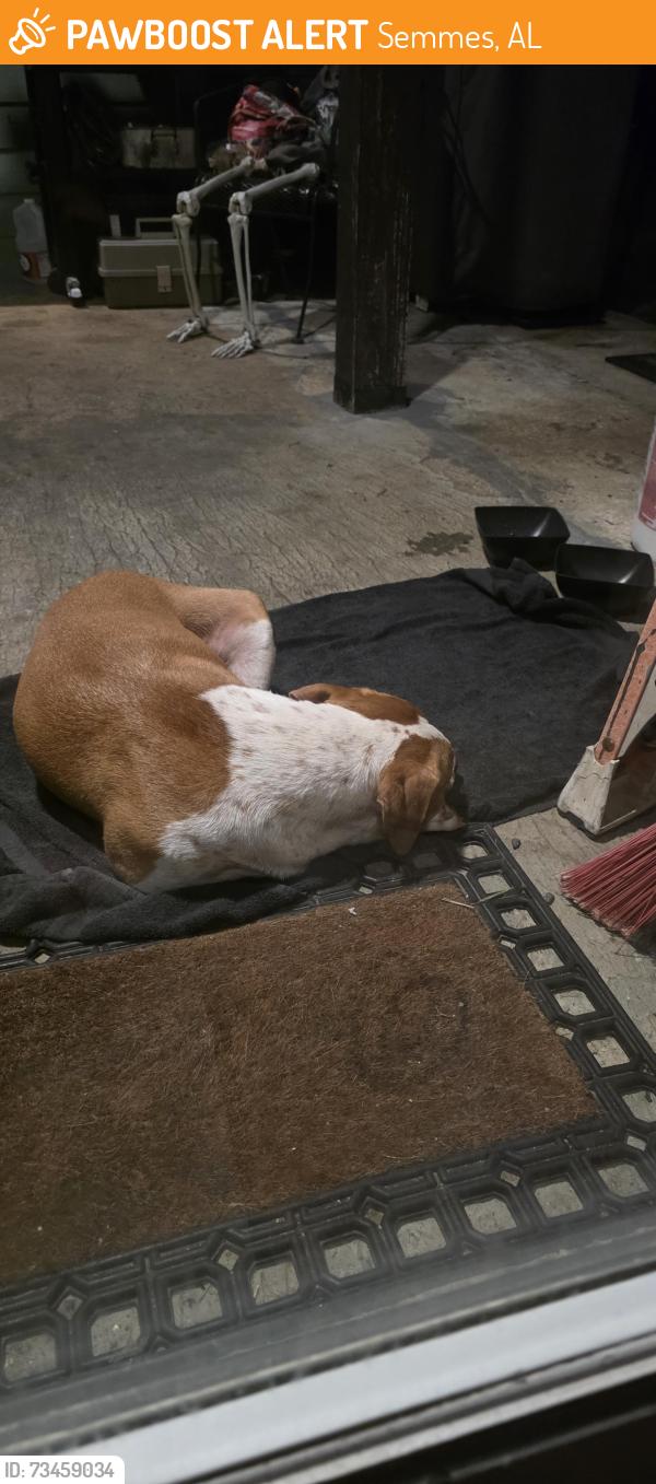 Found/Stray Unknown Dog last seen Wards ln, Semmes, AL 36575
