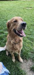 Found/Stray Male Dog last seen LAKE HAZEL & MAPLE GROVE, Boise, ID 83709