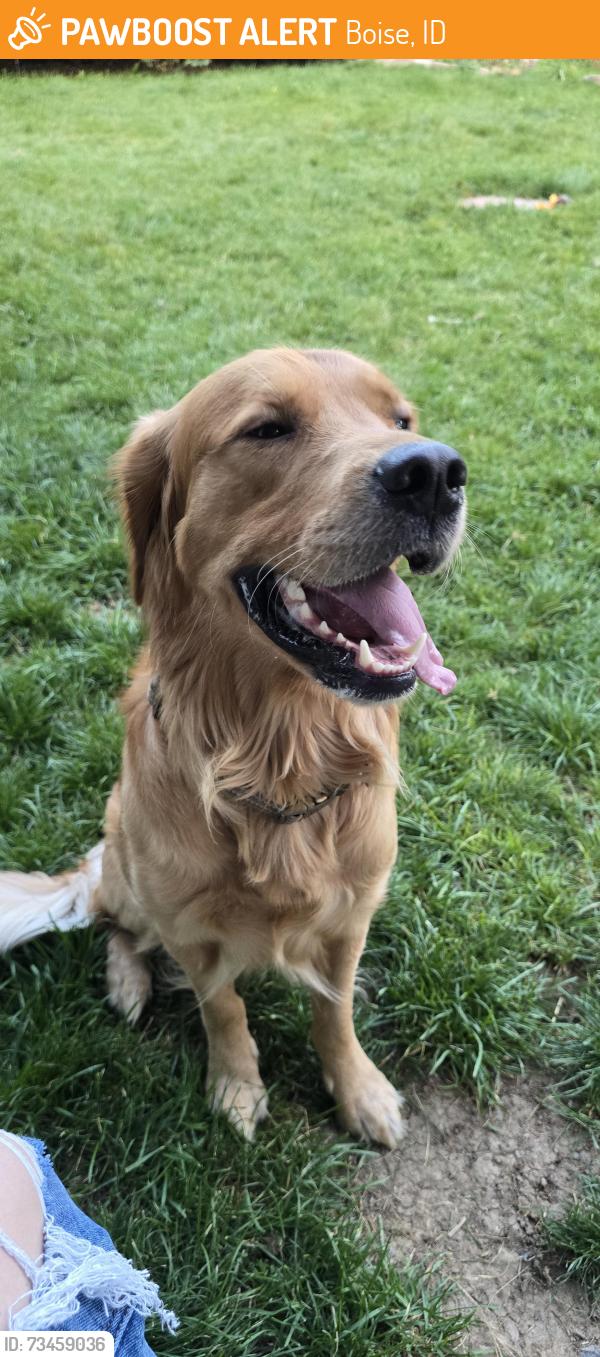 Found/Stray Male Dog last seen LAKE HAZEL & MAPLE GROVE, Boise, ID 83709
