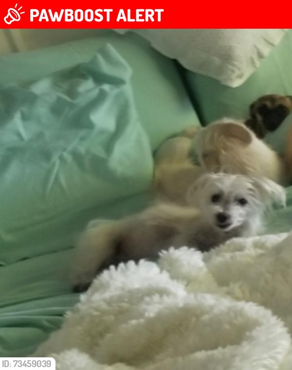 Lost Female Dog last seen Brentwood lakes, Palm Beach County, FL 33467