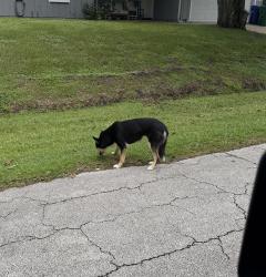 Found/Stray Unknown Dog last seen Media Terrace and Clearmont, Sebastian, FL 32958