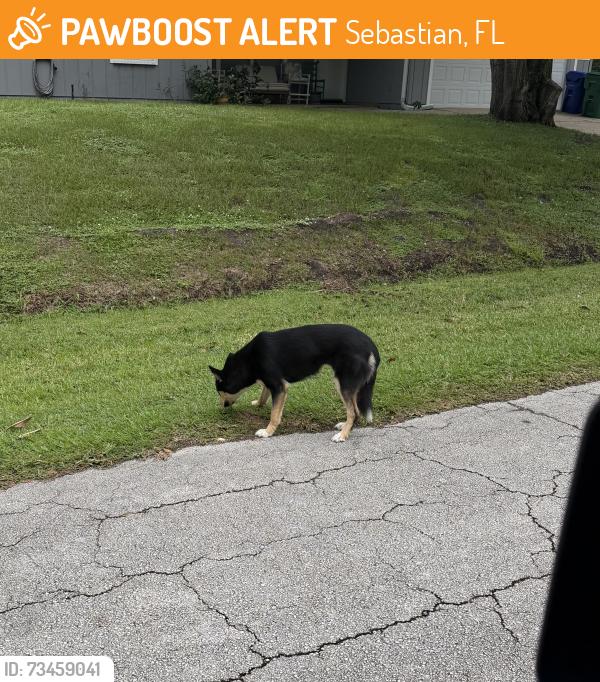 Found/Stray Unknown Dog last seen Media Terrace and Clearmont, Sebastian, FL 32958