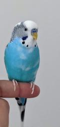 Lost Male Bird last seen Hinoki Cypress Pl - Sprinkler Repair Inc, Sanford, FL 32773