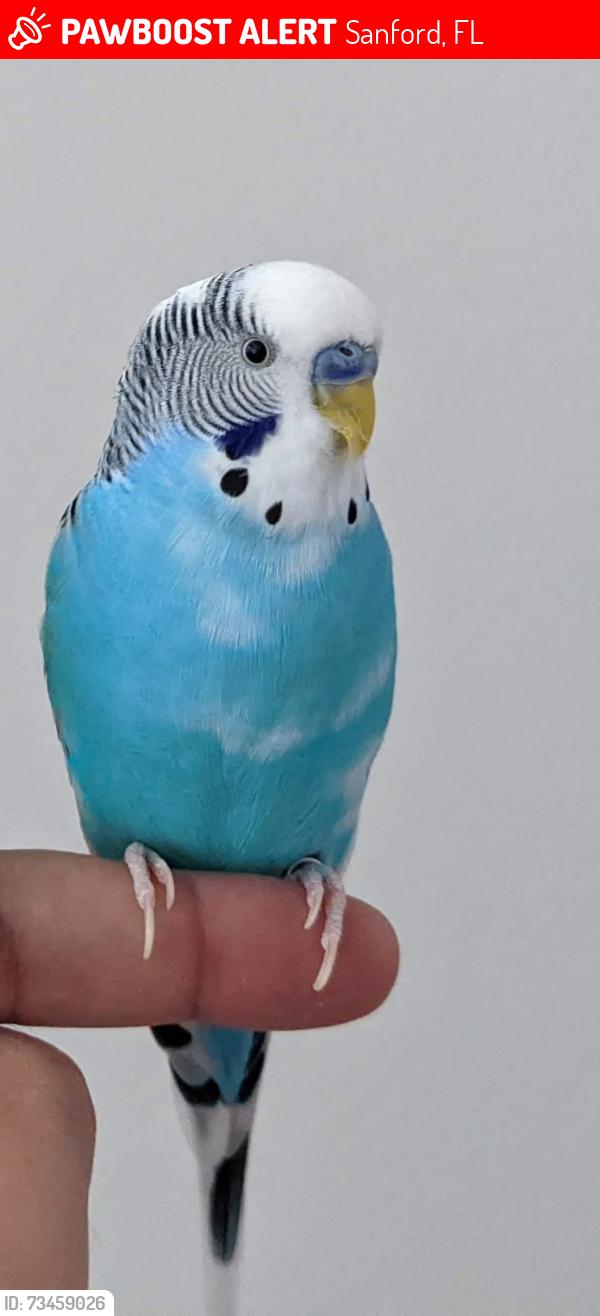 Lost Male Bird last seen Hinoki Cypress Pl - Sprinkler Repair Inc, Sanford, FL 32773