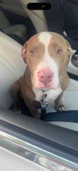 Lost Male Dog last seen Near Tyler st, Fredericksburg, VA 22401