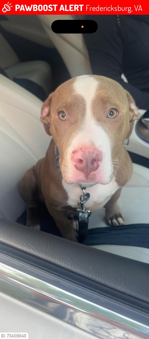 Lost Male Dog last seen Near Tyler st, Fredericksburg, VA 22401