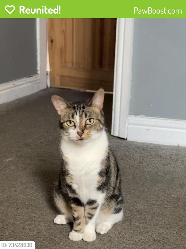 Reunited Female Cat last seen Phillimore Road b8, Saltley, England 