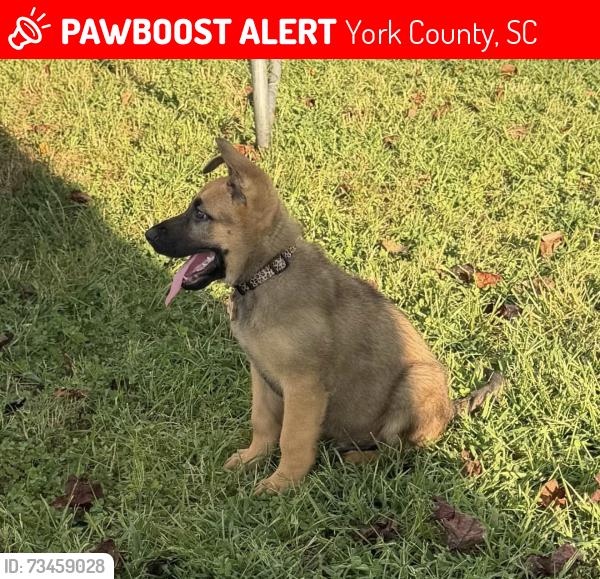 Lost Male Dog last seen Boheler Rd, York County, SC 29710