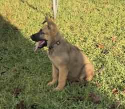 Lost Male Dog last seen Boheler Rd, York County, SC 29710