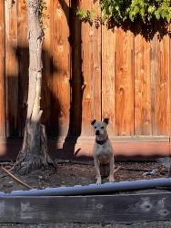 Reunited Female Dog last seen Morril Ave, San Jose, CA 95132