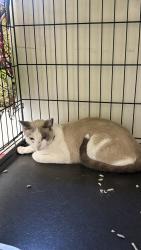 Found/Stray Unknown Cat last seen Main Street is Washington Ave, Whittier, CA 90606