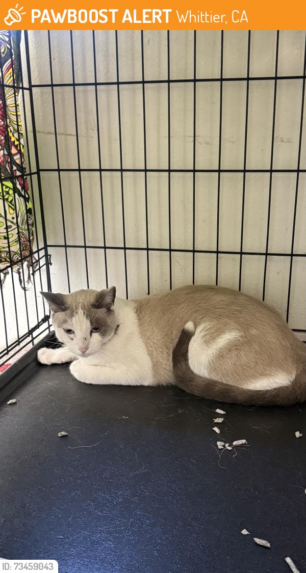 Found/Stray Unknown Cat last seen Main Street is Washington Ave, Whittier, CA 90606