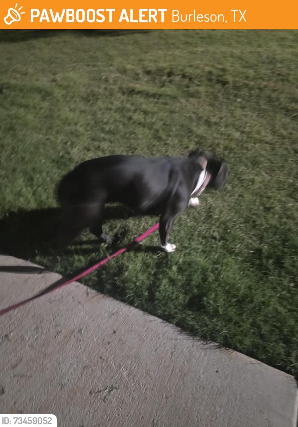 Found/Stray Female Dog last seen Burleson dog park, Burleson, TX 76028