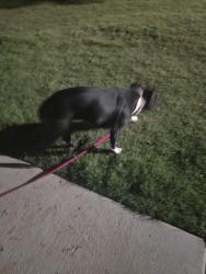 Found/Stray Female Dog last seen Burleson dog park, Burleson, TX 76028