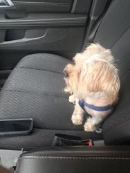 Reunited Male Dog last seen Long Dr, Candler-McAfee, GA 30032