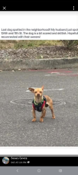 Lost Male Dog last seen Ne 112th 9th st, Mill Plain, WA 98684