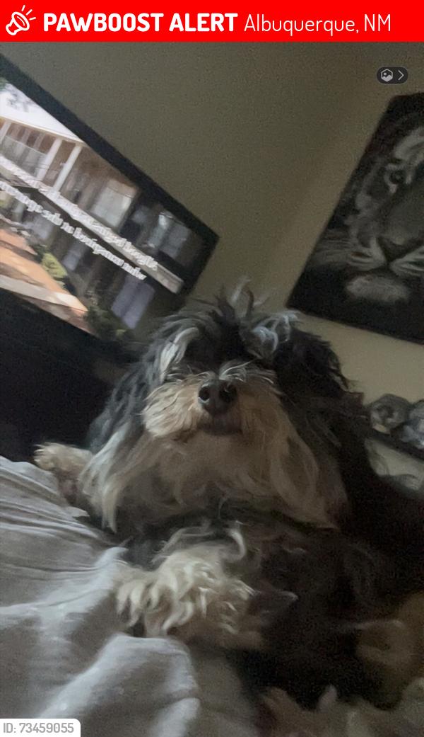 Lost Female Dog last seen Ventana Ranch, Albuquerque, NM 87114
