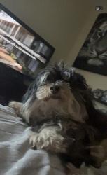 Lost Female Dog last seen Ventana Ranch, Albuquerque, NM 87114