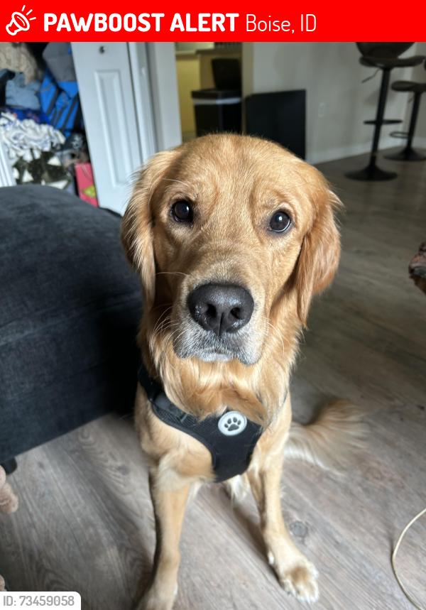 Lost Male Dog last seen Five mile, lake hazel, Boise, ID 83709