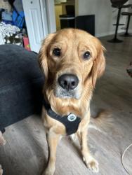 Lost Male Dog last seen Five mile, lake hazel, Boise, ID 83709