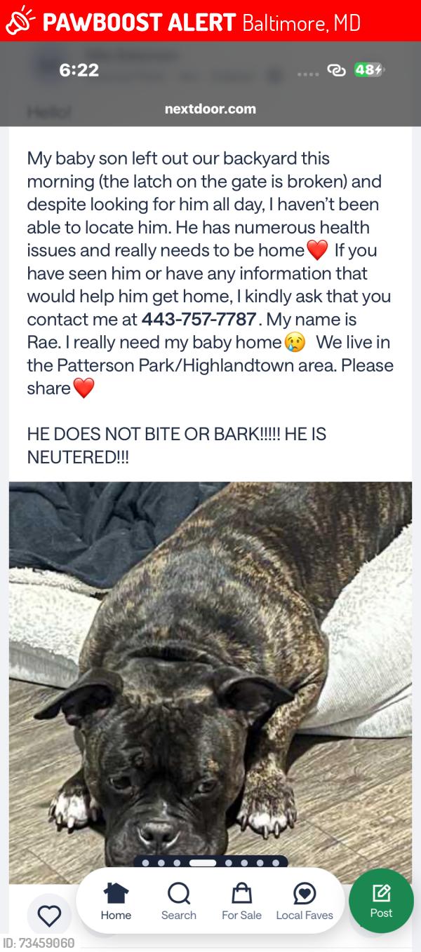 Lost Male Dog last seen Jefferson Street and Streeper street, Baltimore, MD 21224