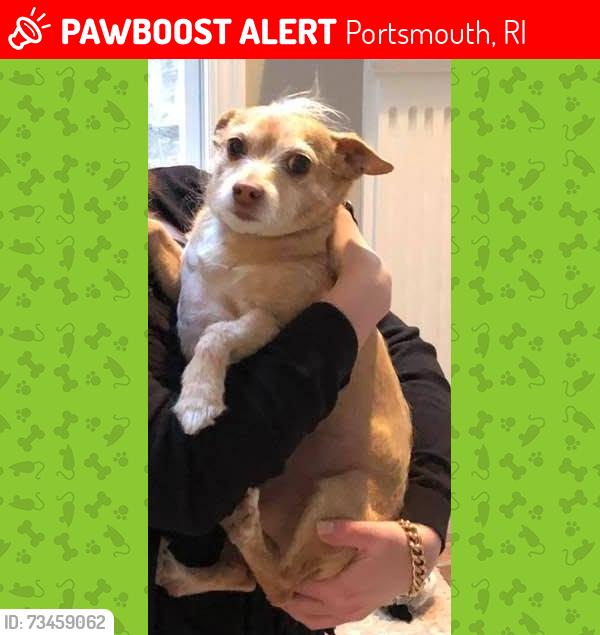 Lost Male Dog last seen Vanderbilt Lane, Portsmouth, RI 02871