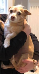 Lost Male Dog last seen Vanderbilt Lane, Portsmouth, RI 02871