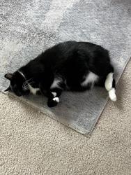 Lost Male Cat last seen Continental and Business 121 by the Quick Quack Car Wash, Lewisville, TX 75067
