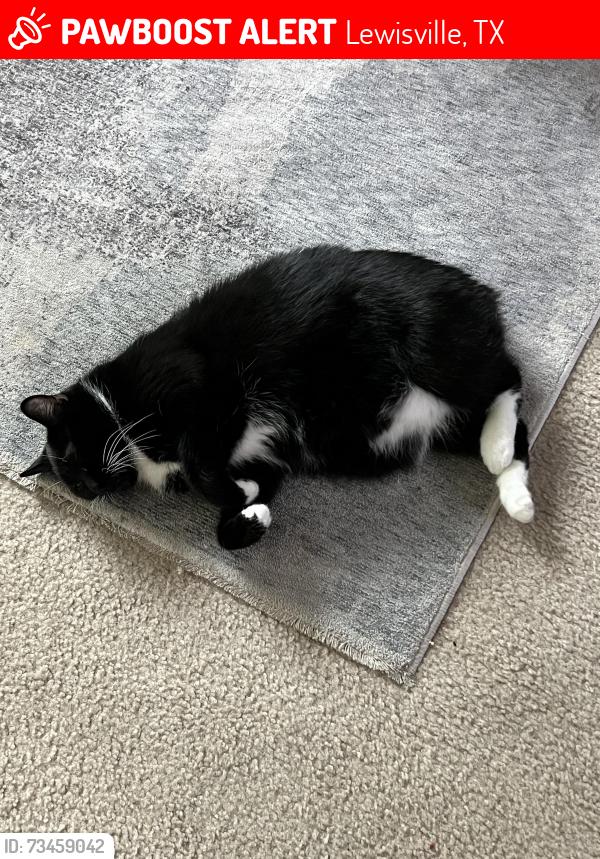 Lost Male Cat last seen Continental and Business 121 by the Quick Quack Car Wash, Lewisville, TX 75067