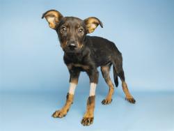 Shelter Stray Female Dog last seen BROWN AND STAPLEY, 5501 E Van Buren St, Phoenix, AZ 85008, USA