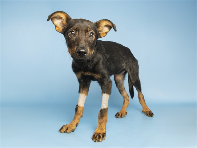 Shelter Stray Female Dog last seen BROWN AND STAPLEY, 5501 E Van Buren St, Phoenix, AZ 85008, USA