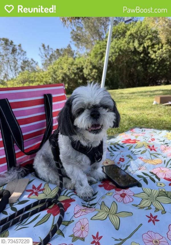 Reunited Male Dog last seen 25th and K, San Diego, CA 92102