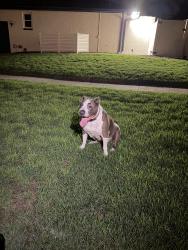 Reunited Female Dog last seen White Ash St, Orlando, FL 32819, USA, Orlando, FL 32819