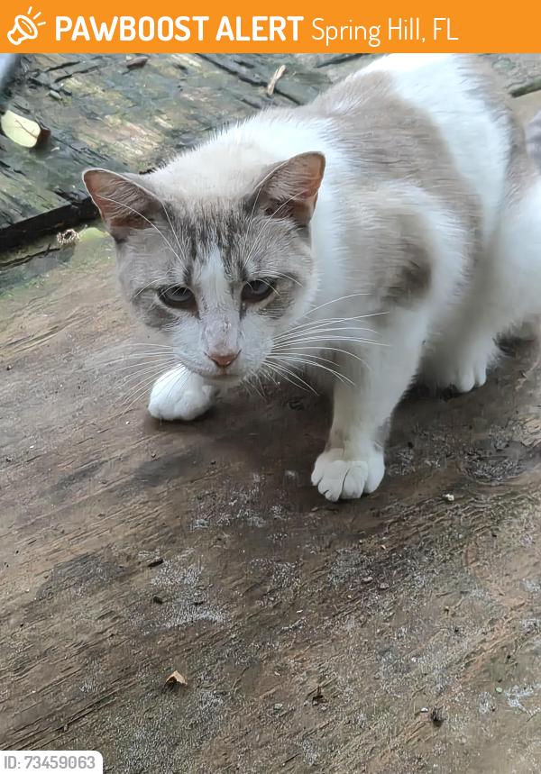 Found/Stray Female Cat last seen Pinehurst and Springhill Drive, Spring Hill, FL 34606