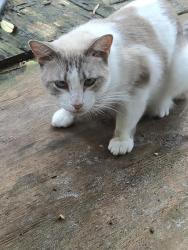 Found/Stray Female Cat last seen Pinehurst and Springhill Drive, Spring Hill, FL 34606