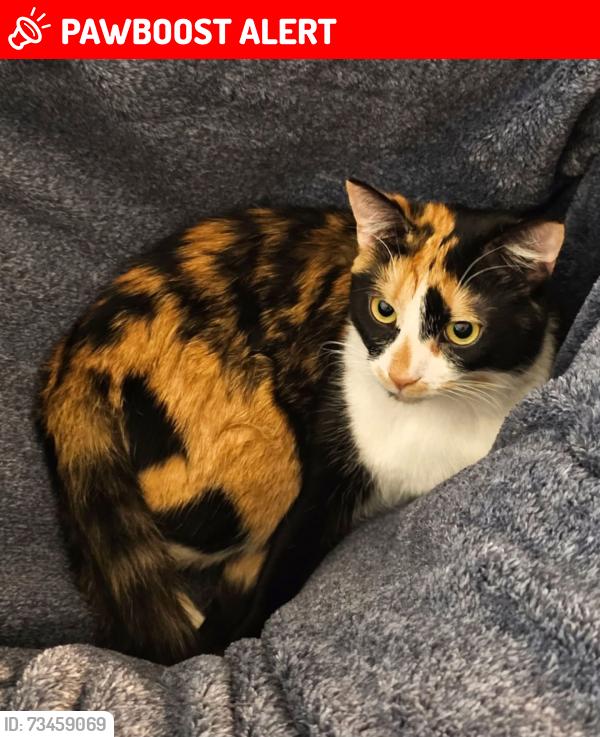 Lost Female Cat last seen Stonebrooke subdivision maumee, Monclova Township, OH 43537