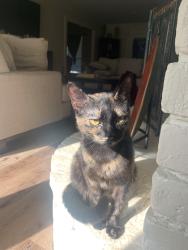 Lost Female Cat last seen wenham dr, Baton Rouge, LA 70815